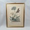 Set 2 tablouri litografie color Atlas Botanic, sec 19, vintage