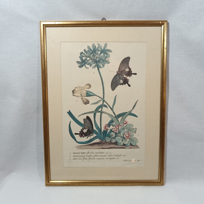 Set 2 tablouri litografie color Atlas Botanic, sec 19, vintage