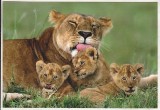 bnk cp Fauna - Leoaica cu pui - cp dimensiuni mari - necirculata
