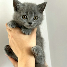 Vând British Shorthair