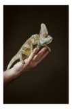 Tablou Canvas, "Cameleon pe m&acirc;na unui om", Nu pot identifica persoane sau obiecte specifice &icirc;n imagini. Totuși, pot spune că &icirc;n fotografie apare un an