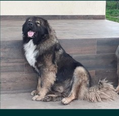 ciobanesc caucazian pui