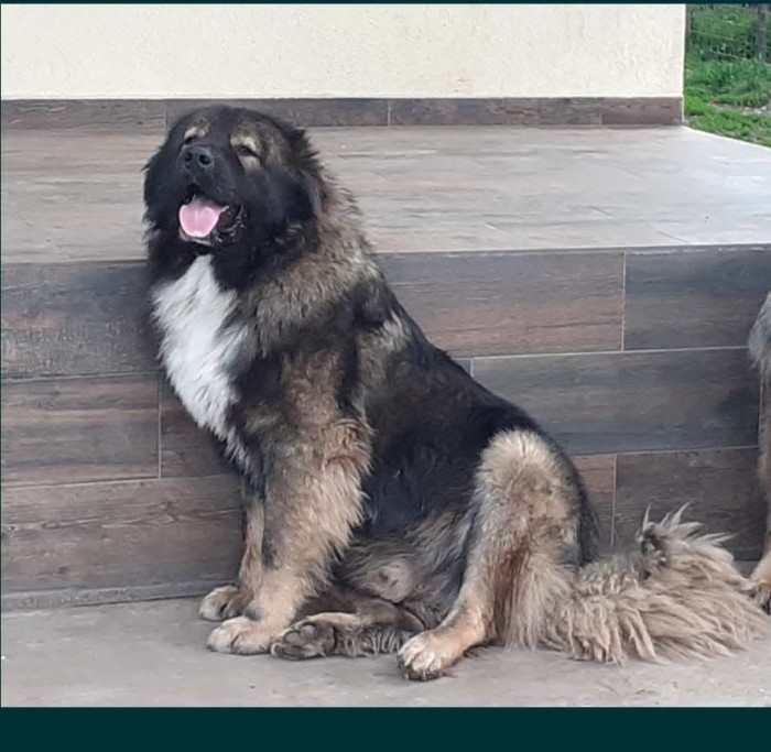 ciobanesc caucazian pui