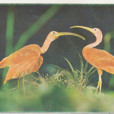 bnk cp Bucuresti - Muzeul Antipa - Ibisi rosii - vedere necirculata