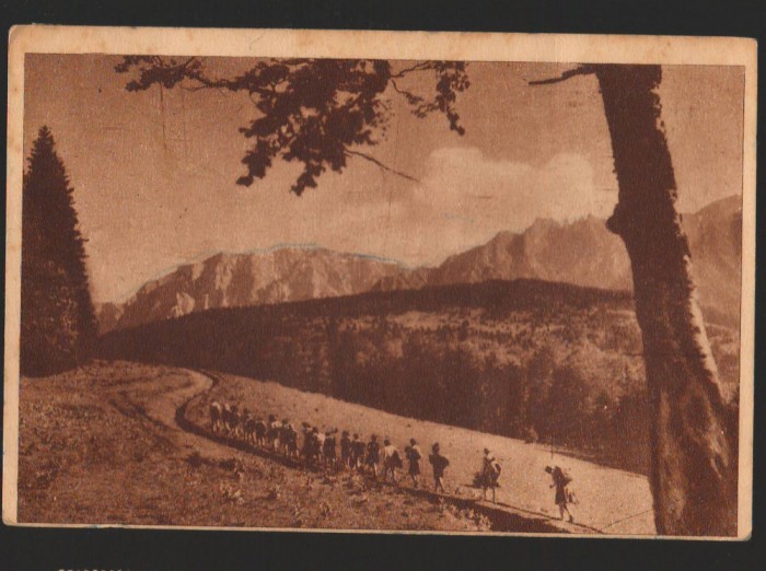 CPIB 15538 CARTE POSTALA - MUNTII BUCEGI, SPRE DIHAM, RPR, 1952