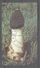 Guyana 1990 Mushrooms, perf. mini sheet, used T.128, Nestampilat