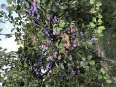 V&amp;acirc;nd țuica de prune și tescovina foto