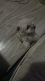 Cățea bichon maltez