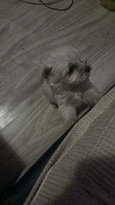 Cățea bichon maltez foto