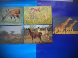 HOPCT LOT NR 462 MAMIFERE CERVIDE -FAUNA-5 CARTI POSTALE-NECIRCULATE, Circulata, Printata