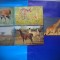 HOPCT LOT NR 462 MAMIFERE CERVIDE -FAUNA-5 CARTI POSTALE-NECIRCULATE