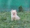Pomeranian boo, Pedigree