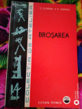 Brosarea-C.Corban,P.Andries, 1999