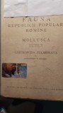 Fauna r.p.r.,mollusca,vol III,fascicola i