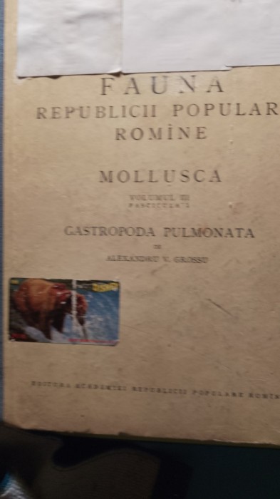 Fauna r.p.r.,mollusca,vol III,fascicola i