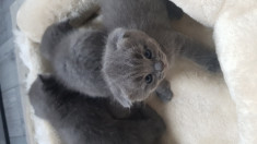 Pui Scottish Fold/ British Shorthair foto