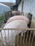 Porci de vanzare