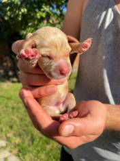 Pui catei superbi Cocker Spaniel Vizsla Maghiara foto