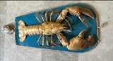 Taxidermie Homar uriaș, montat pe panoplie pentru decorațiune nautică / 60 lungime - 35 latime homarul / 65x40 panoplia / de colectie, rar / marina