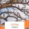 EUFORIA-LILY KING-275507
