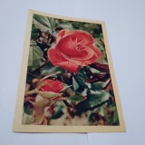 Cumpara ieftin CARTE POSTALA RUSEASCA FELICITARE CIRCULATA