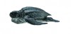 Figurina Broasca Testoasa de Mare M Collecta