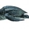 Figurina Broasca Testoasa de Mare M Collecta