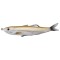 Swimbait LIVE TARGET Hollow Body Shiner Walking Bait, Amber / Silver Flake, 11.5cm, 14g