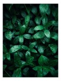 Tablou Canvas, "Lăstari umezi &icirc;n lumina dimineții", Verde, Frunze, Picături, Rouă, Natură, Prospețime, Vitalitate, Frumusețe, 26 x 39 cm, CMCLASS