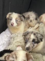 Catei border collie foto