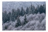 Tablou Canvas Pădurea &Icirc;nghețată &icirc;n Tăcerea Iernii, 39 x 26 cm, CMCLASS