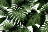 Fototapet Abstract frunze, 250 x 200 cm