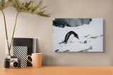 Tablou Canvas, "Pinguinul caută pietre colorate sub zăpadă", Nu pot să identific cine este &icirc;n imagine, dar pot să spun că este un pinguin &icirc;n zăpadă.,