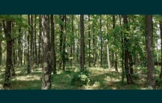 Vand padure Stejar foto
