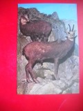 HOPCT 14882 CAPRA NEAGRA- RUPICAPRA / RUPICAPRA CARPATICA - -FAUNA - -NECIRCULATA