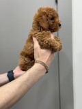 căței Toy Poodle
