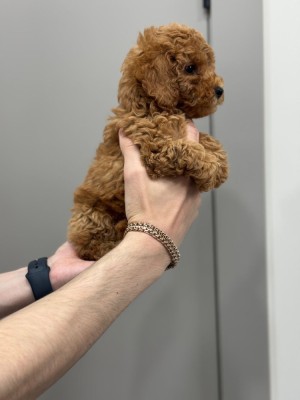 căței Toy Poodle foto