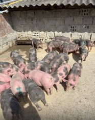 Porci pietrain pur