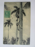 Carte postala Cuba-Culegator din plamier,circulata 1930, Printata