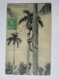 Carte postala Cuba-Culegator din plamier,circulata 1930