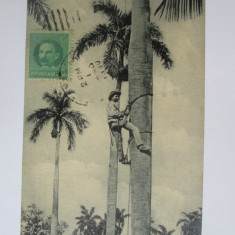 Carte postala Cuba-Culegator din plamier,circulata 1930