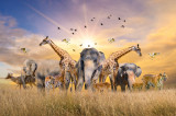Cumpara ieftin Fototapet de perete autoadeziv si lavabil Animale din savana africana, 350 x 200 cm
