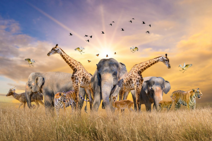 Fototapet autocolant Animale din savana africana, 250 x 150 cm