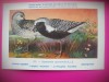 HOPCT 6294 SQUATAROLA SQUATAROLA -PASARI DE APA -FAUNA EUROPA-CP CHROMO LITHO -MUZEUL REGAL STIINTE NATURALE BELGIA-NECIRCULATA, Printata