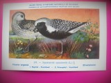 HOPCT 6294 SQUATAROLA SQUATAROLA -PASARI DE APA -FAUNA EUROPA-CP CHROMO LITHO -MUZEUL REGAL STIINTE NATURALE BELGIA-NECIRCULATA, Printata