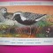 HOPCT 6294 SQUATAROLA SQUATAROLA -PASARI DE APA -FAUNA EUROPA-CP CHROMO LITHO -MUZEUL REGAL STIINTE NATURALE BELGIA-NECIRCULATA