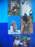 HOPCT LOT NR 1046 PISICI --5 CARTI POSTALE-CIRCULATE, Circulata, Printata