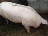 Vand porci Marele Alb, #1 All Systems