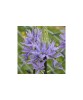 Planta Zambila Indiana Camassia, Leichtlinii Caerulea, Albastru, 12/14, 1 Planta, Oem