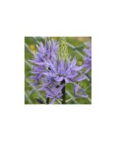 Planta Zambila Indiana Camassia, Leichtlinii Caerulea, Albastru, 12/14, 1 Planta